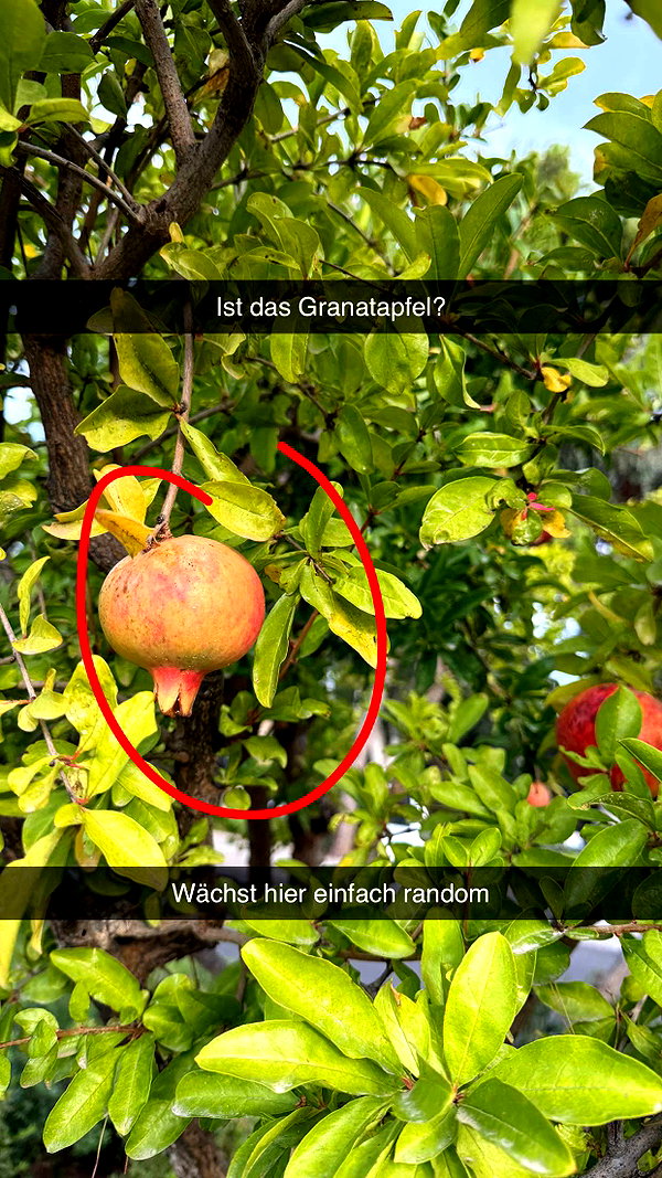 alexissshv snapchat image archive image