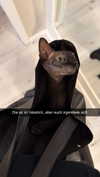 alexissshv Altpins Profile Picture
