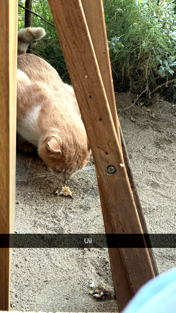 alexissshv snapchat image archive image