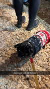 alexissshv Altpins Profile Picture