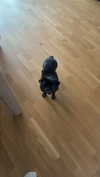 alexissshv Altpins Profile Picture
