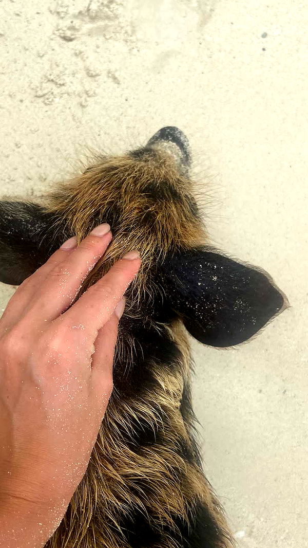 alisonbowles image ~ Altpins