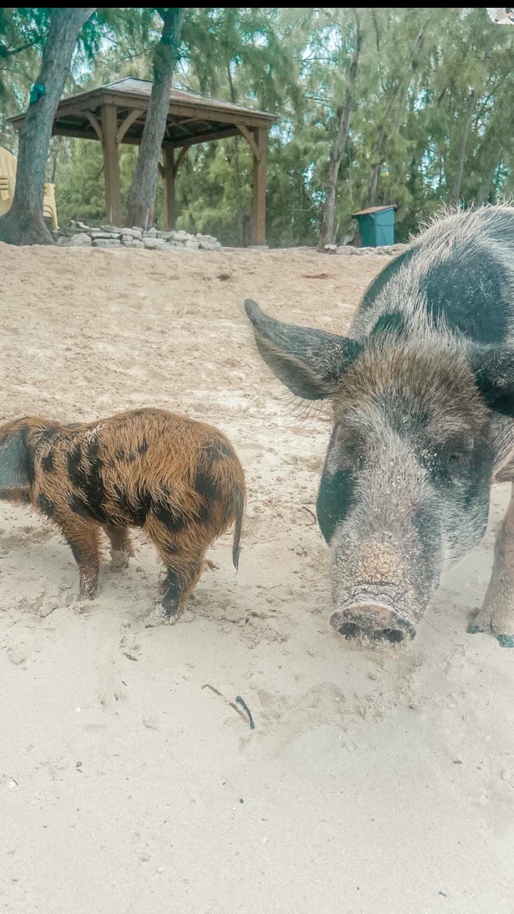 alisonbowles snapchat image archive image