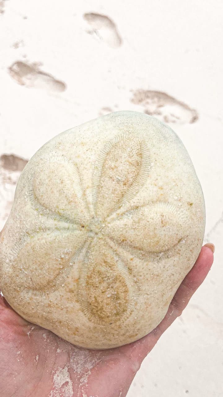 alisonbowles snapchat image archive image