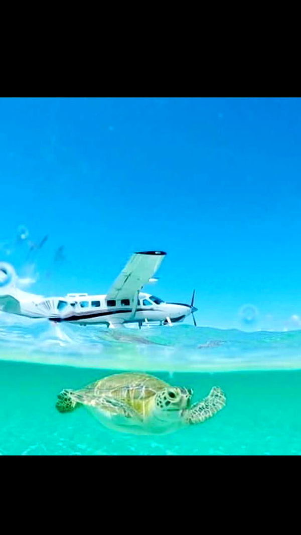 alisonbowles image ~ Altpins