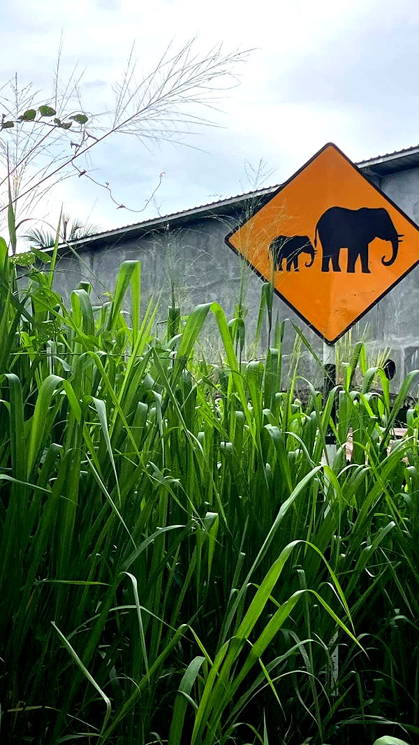 alisonbowles image ~ Altpins