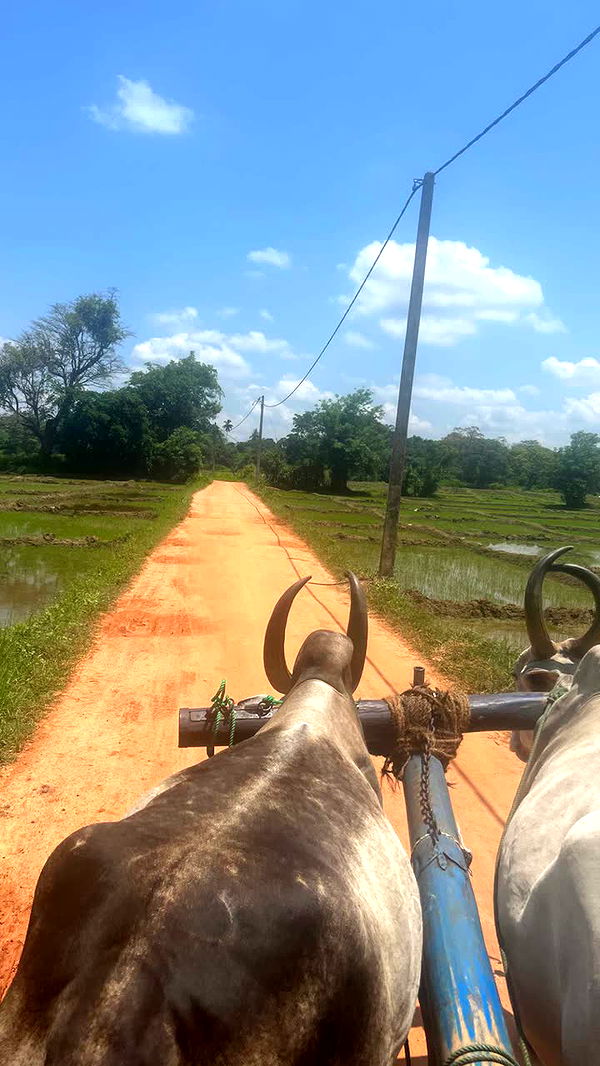 alisonbowles image ~ Altpins