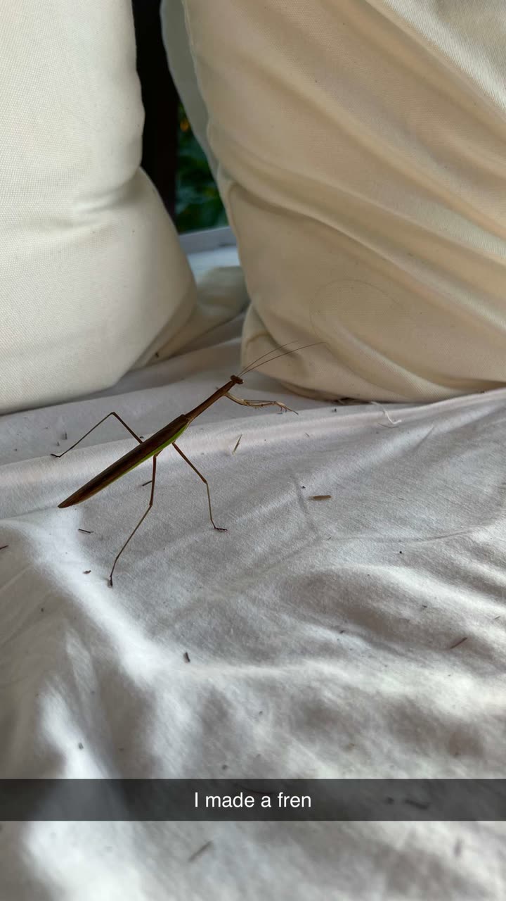 alisonbowles snapchat image archive image