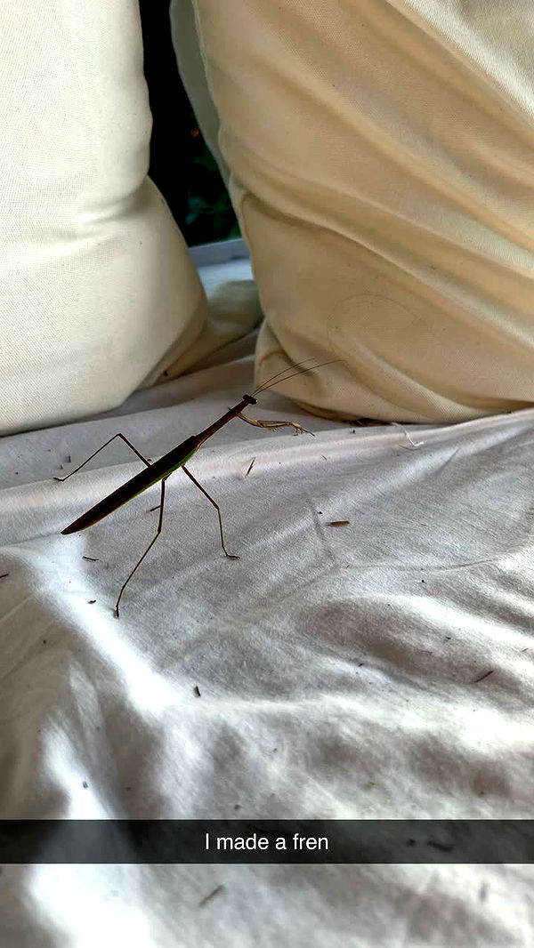 alisonbowles image ~ Altpins