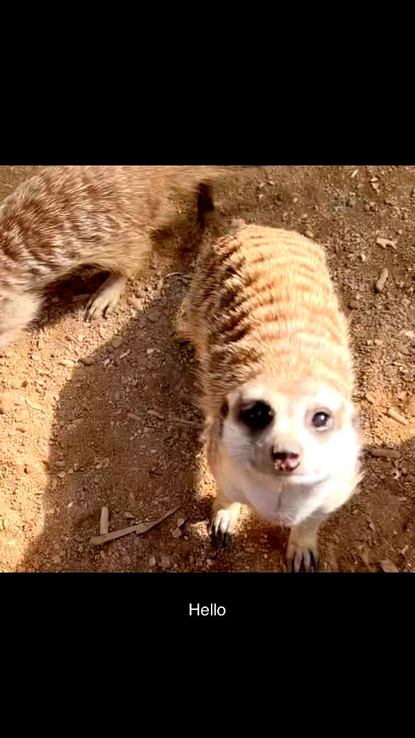 alisonbowles image ~ Altpins