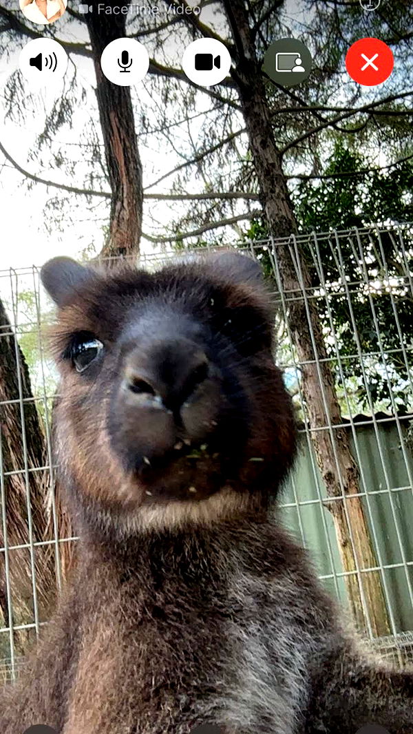 alisonbowles image ~ Altpins