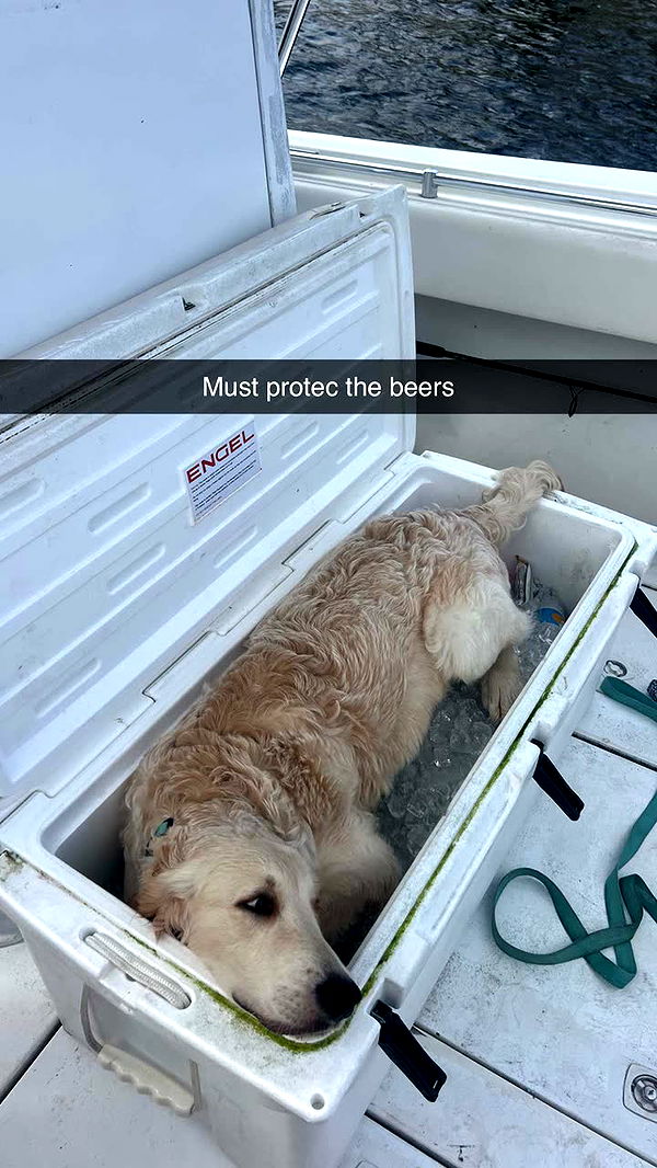 alisonbowles image ~ Altpins