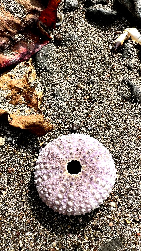 alisonbowles image ~ Altpins