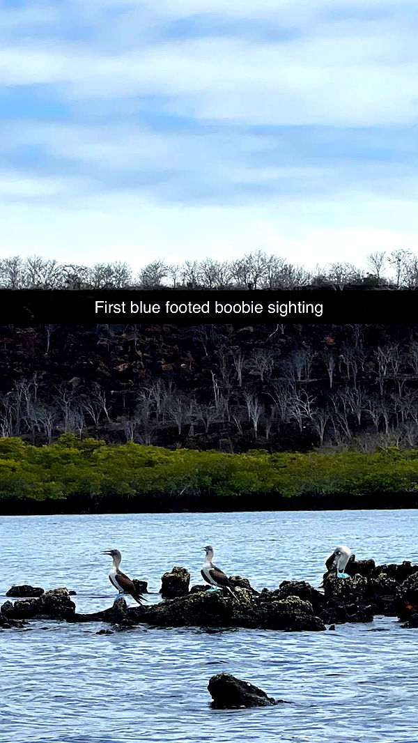 alisonbowles image ~ Altpins