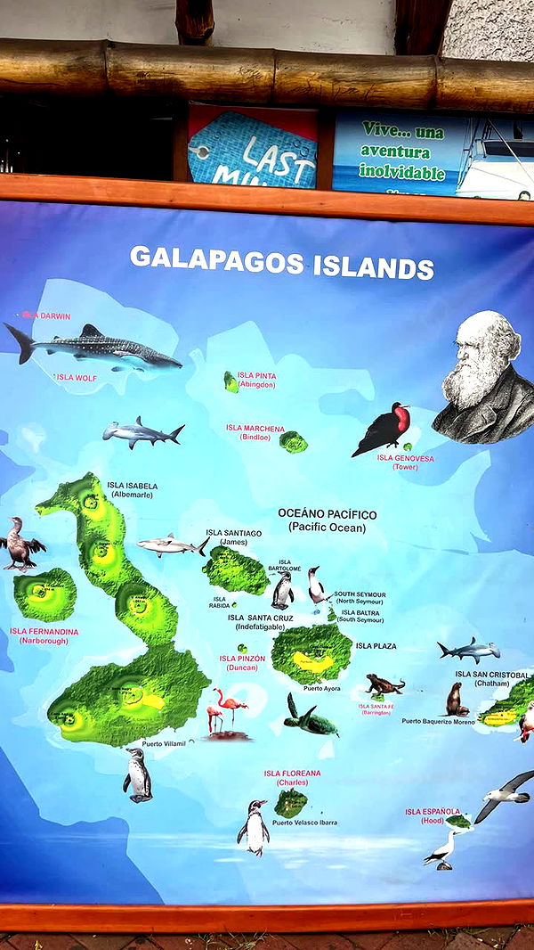 alisonbowles image ~ Altpins