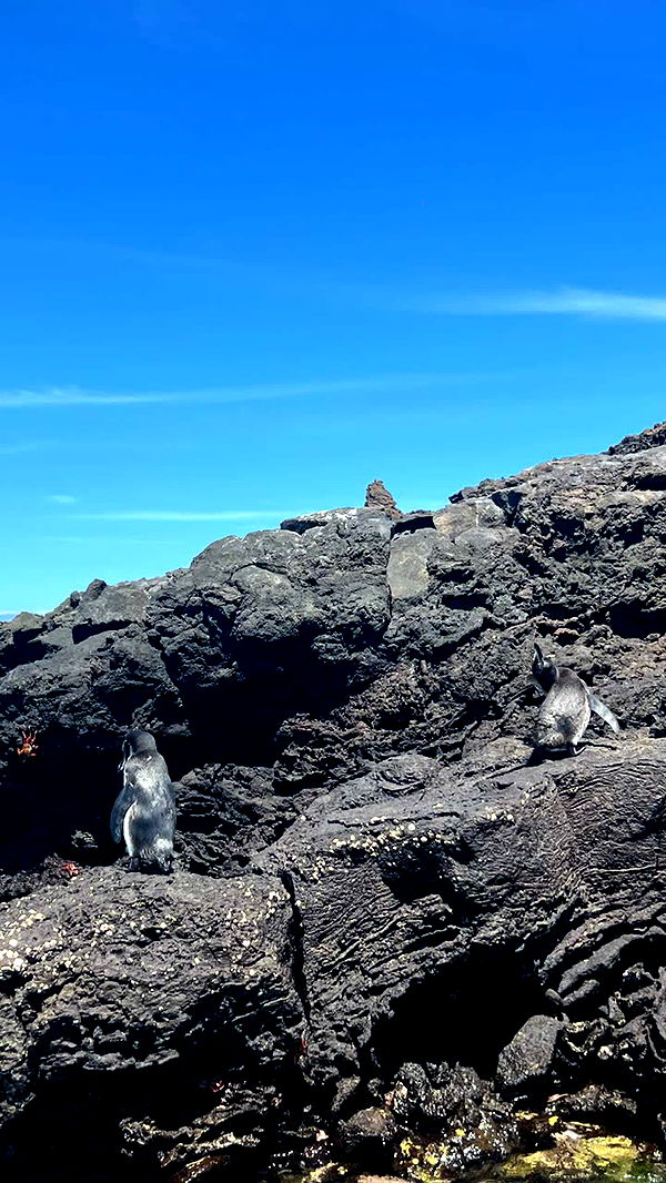 alisonbowles image ~ Altpins