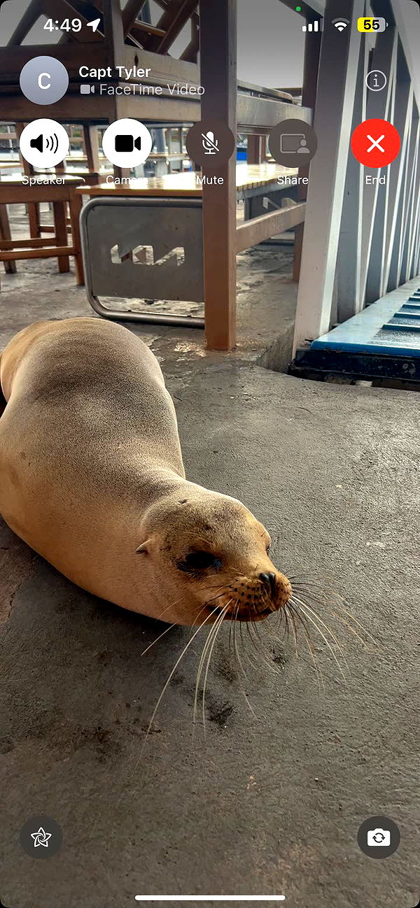 alisonbowles image ~ Altpins