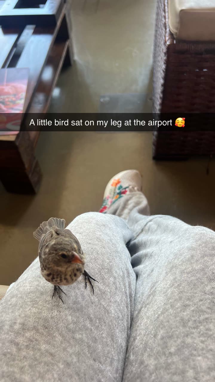 alisonbowles snapchat image archive image