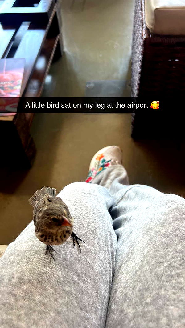 alisonbowles image ~ Altpins