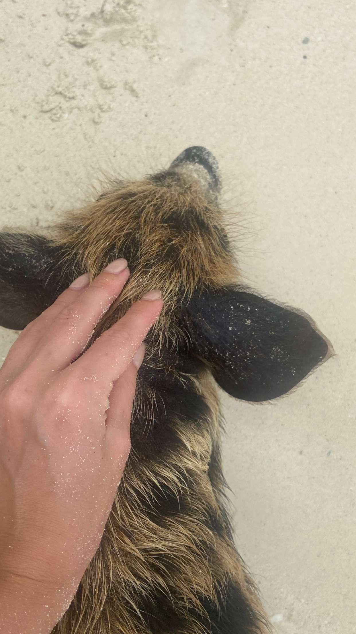 alisonbowles snapchat image archive image