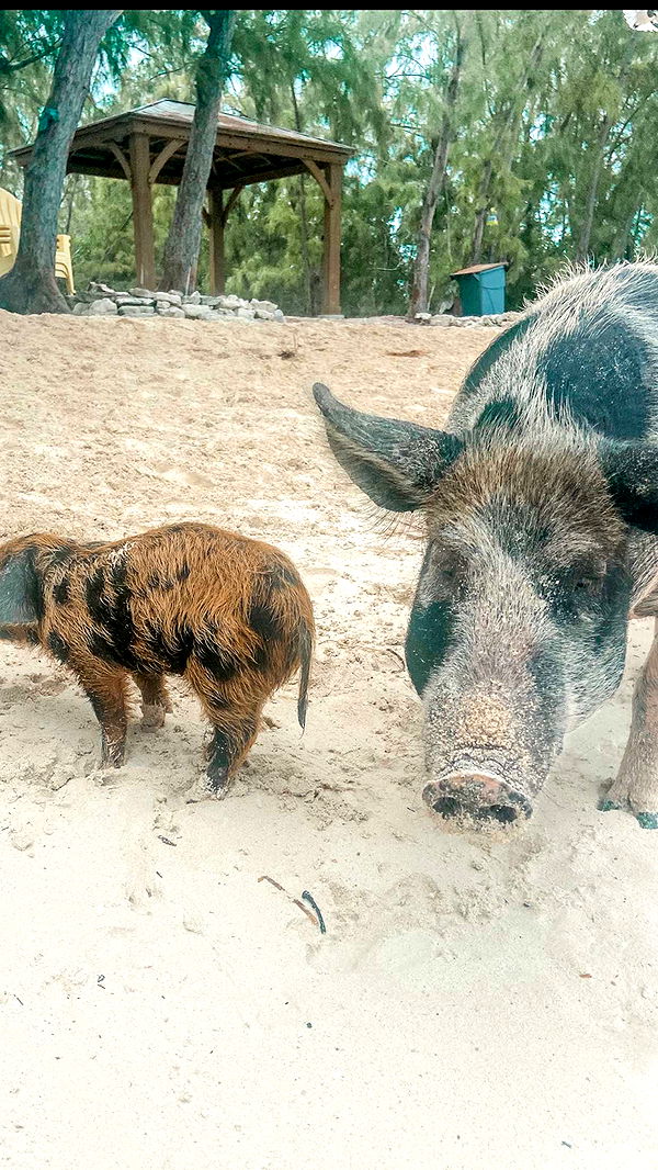 alisonbowles image ~ Altpins