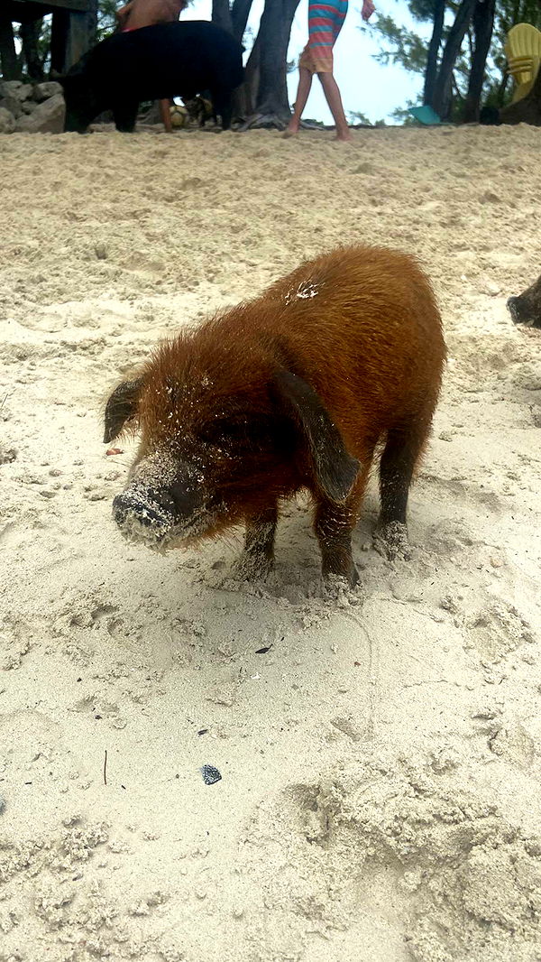 alisonbowles image ~ Altpins