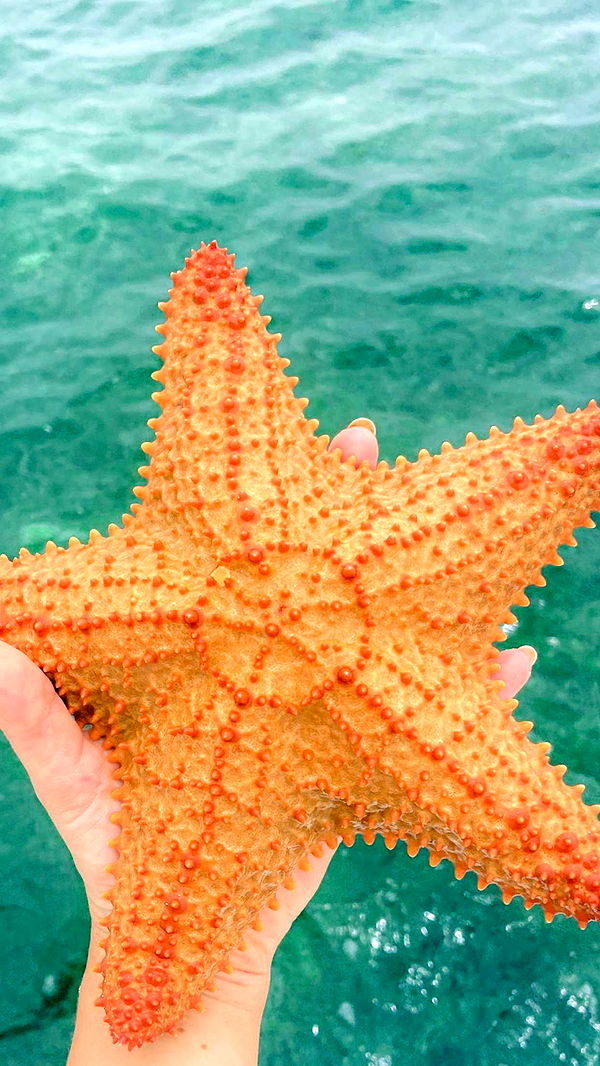 alisonbowles image ~ Altpins