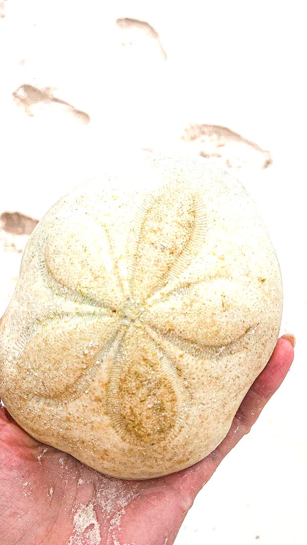 alisonbowles image ~ Altpins