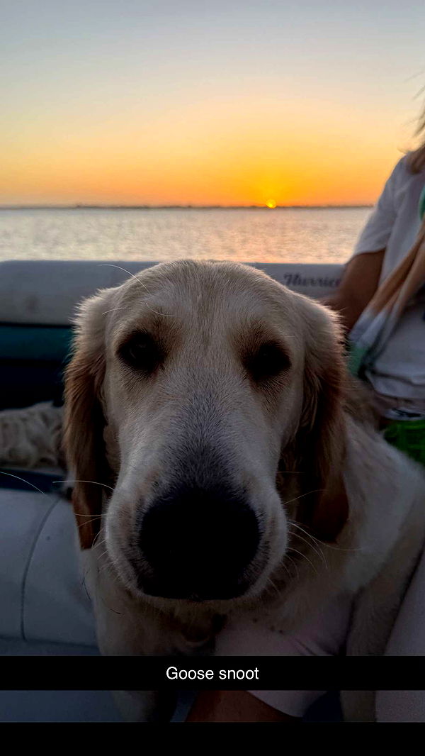 alisonbowles image ~ Altpins