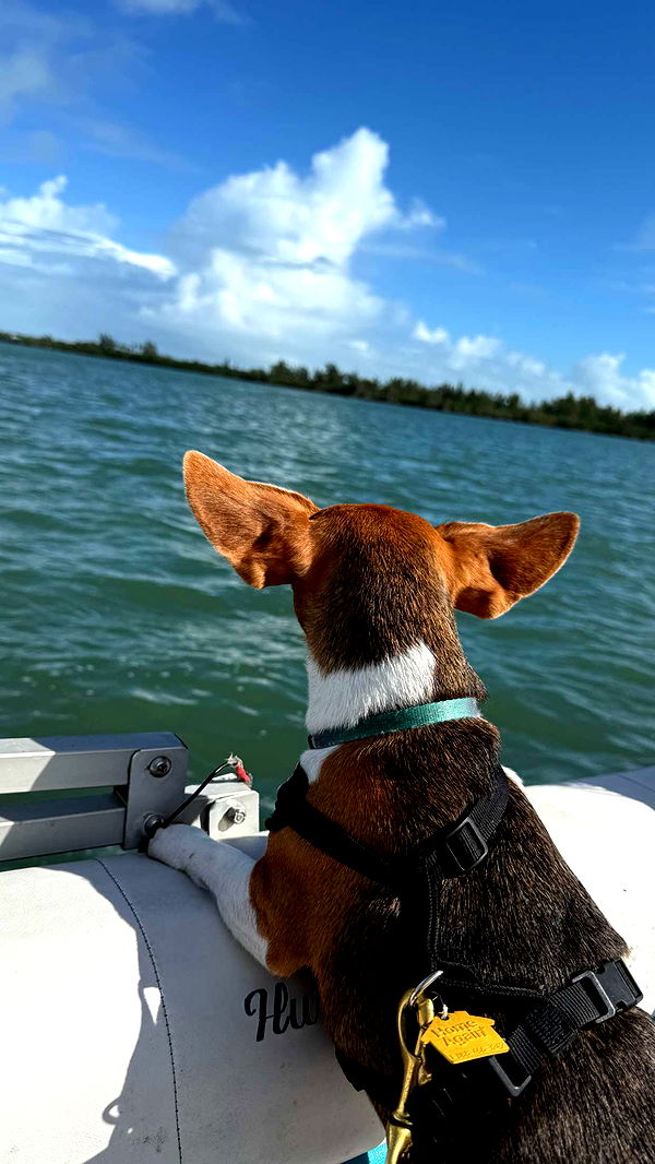 alisonbowles image ~ Altpins