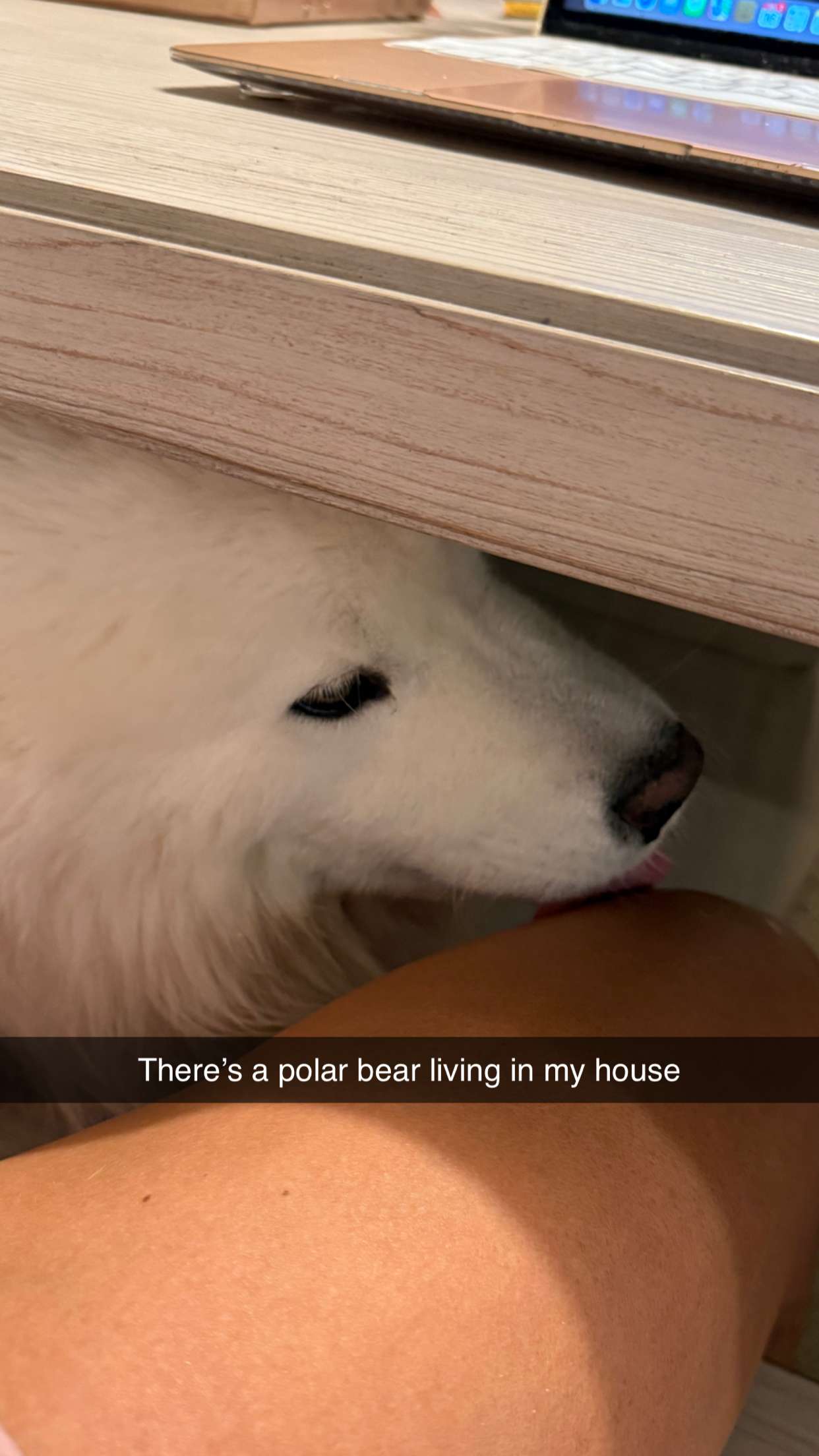 alisonbowles snapchat image archive image