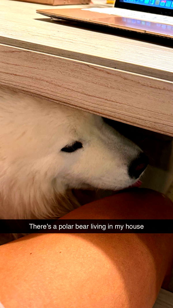 alisonbowles image ~ Altpins