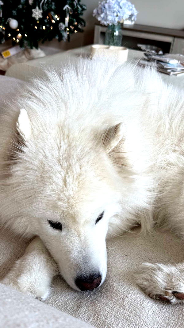 alisonbowles image ~ Altpins