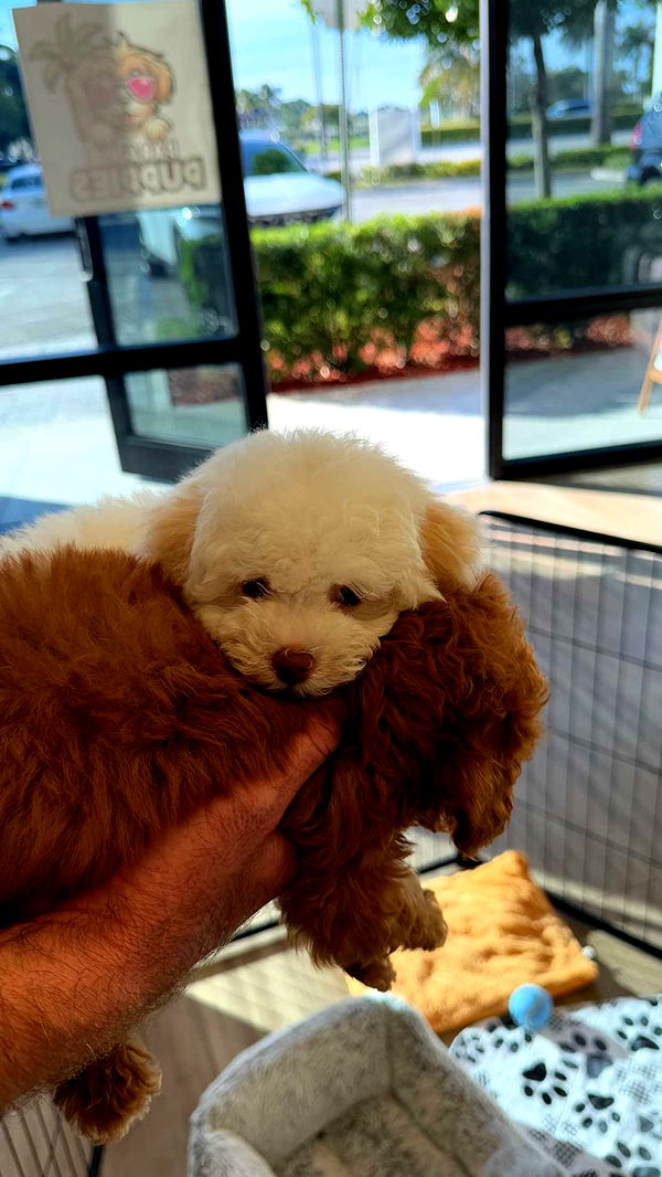 alisonbowles image ~ Altpins