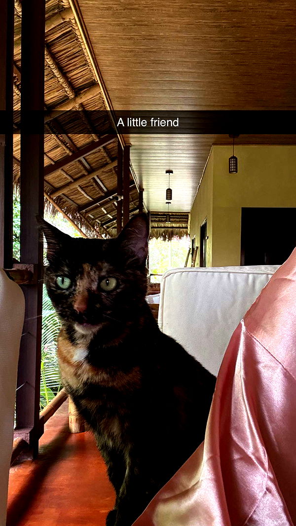 alisonbowles image ~ Altpins