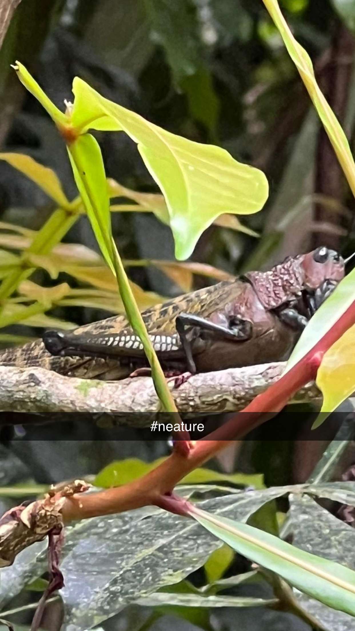 alisonbowles snapchat image archive image