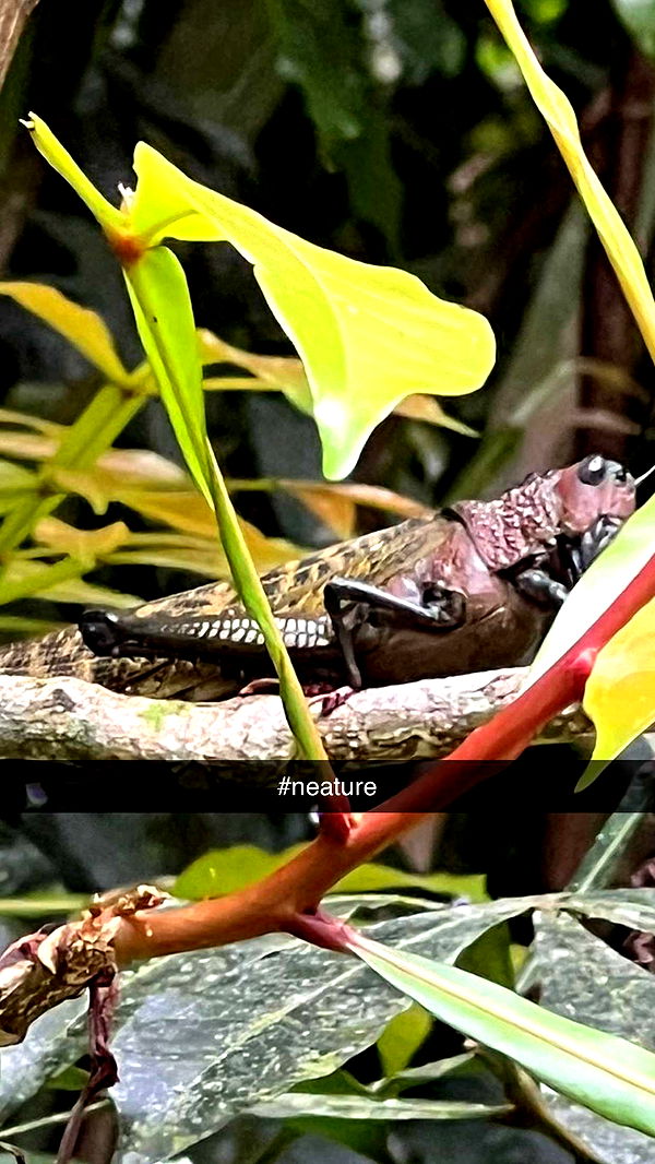 alisonbowles image ~ Altpins