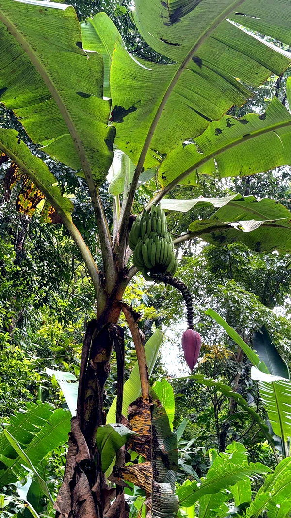 alisonbowles image ~ Altpins