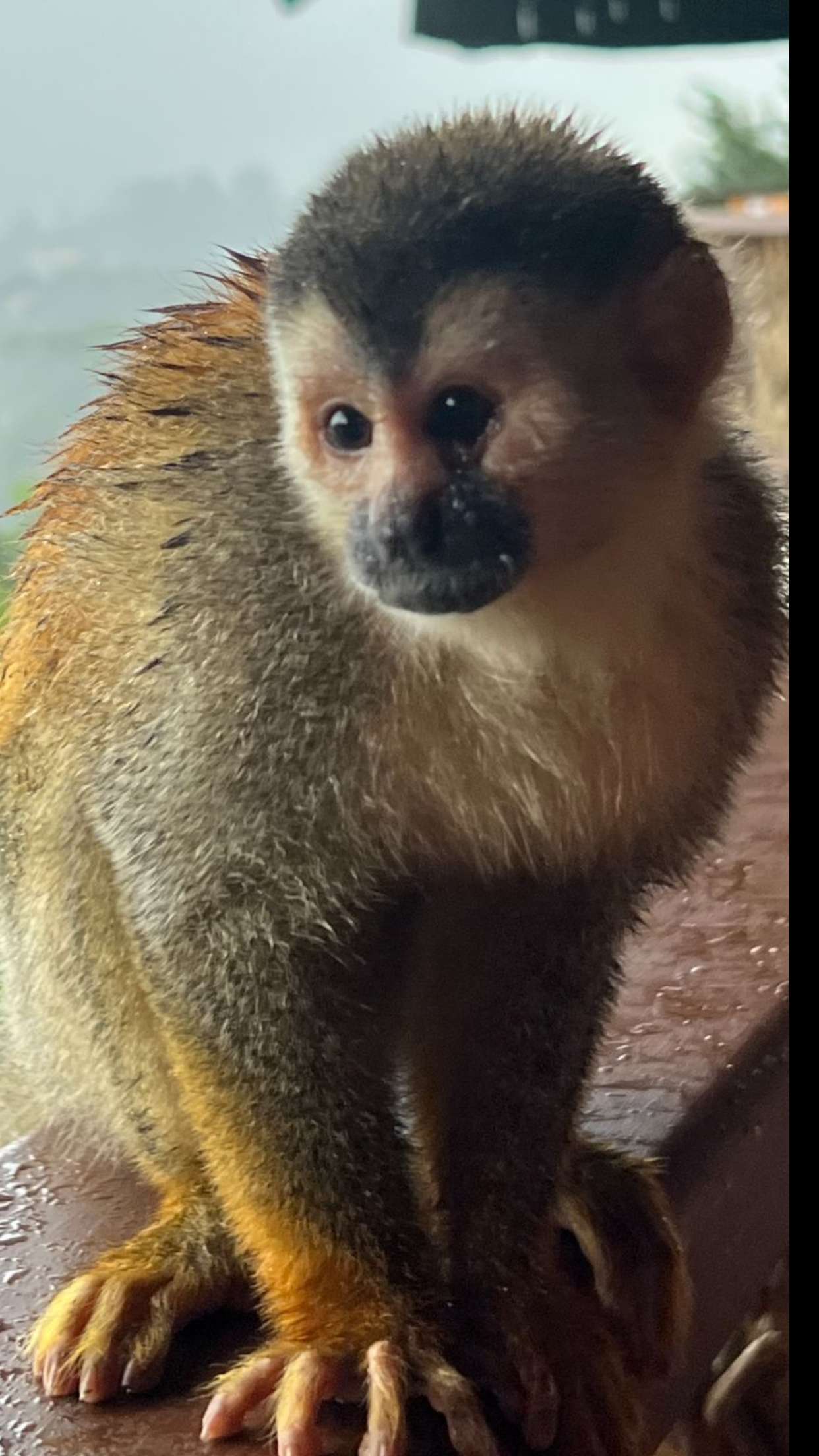 alisonbowles snapchat image archive image