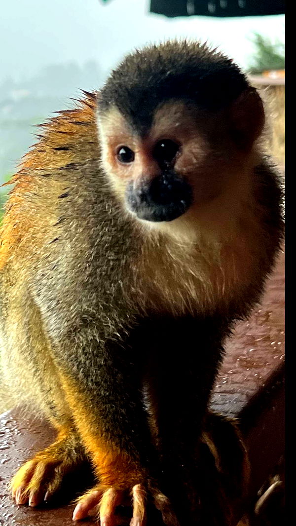 alisonbowles image ~ Altpins