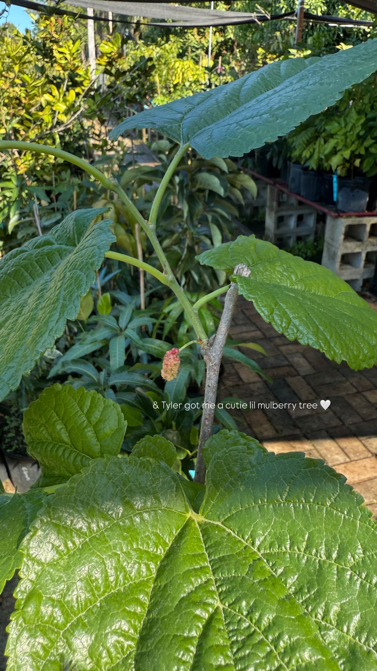 alisonbowles snapchat image archive image