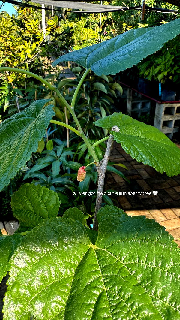 alisonbowles image ~ Altpins