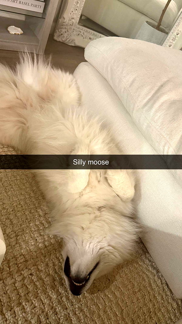 alisonbowles image ~ Altpins