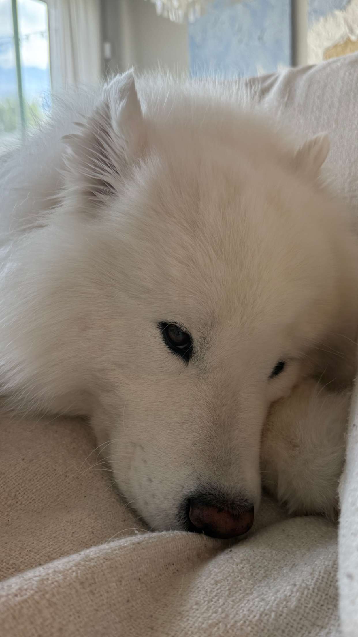 alisonbowles snapchat image archive image