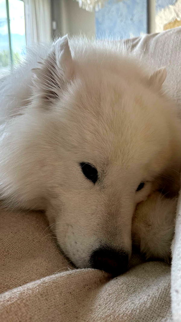 alisonbowles image ~ Altpins