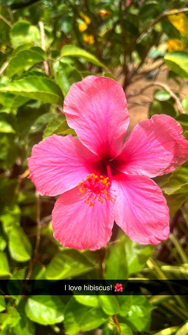 alisonbowles image ~ Altpins