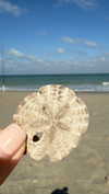 alisonbowles Altpins Profile Picture