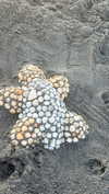 alisonbowles Altpins Profile Picture