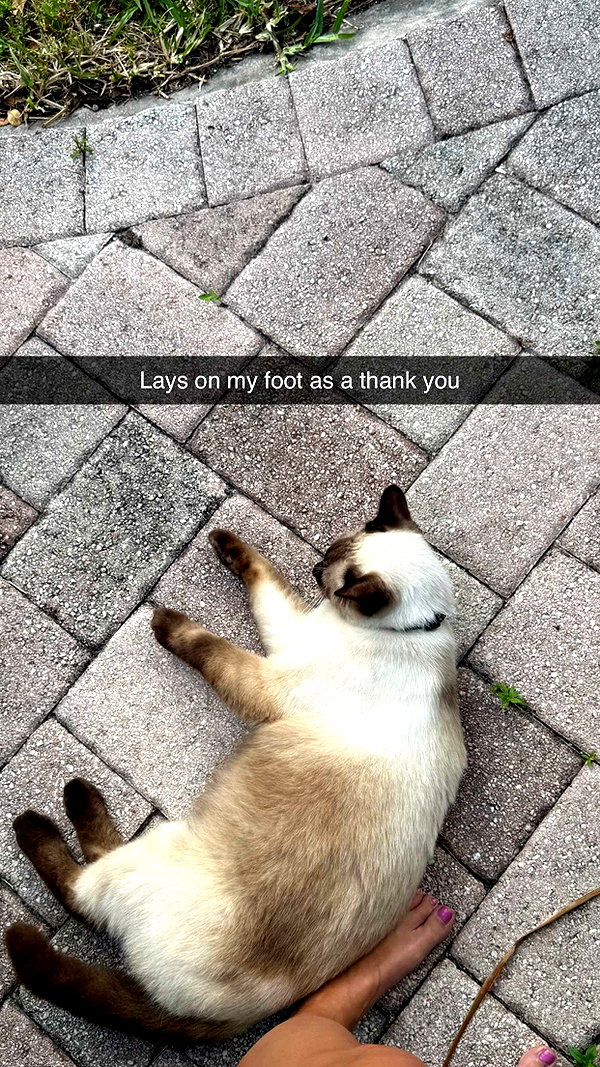 alisonbowles snapchat image archive image