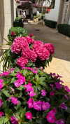 alisonbowles Altpins Profile Picture